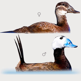 White-headed Duck