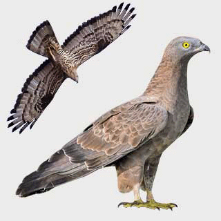 European Honey Buzzard