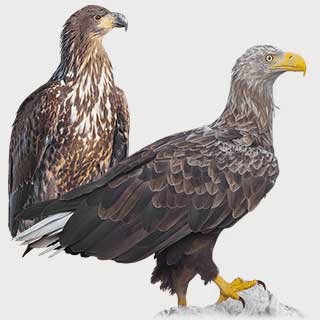 White-tailed Eagle