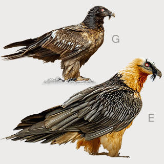 Bearded Vulture
