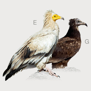 Egyptian Vulture