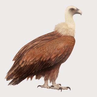 Griffon Vulture