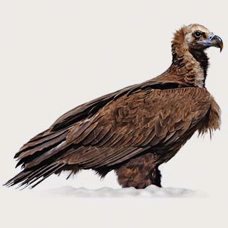 Cinereous Vulture
