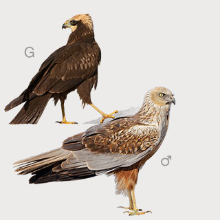 Western Marsh Harrier