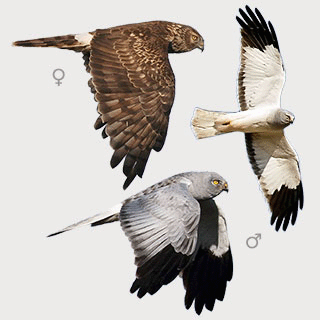 Hen Harrier