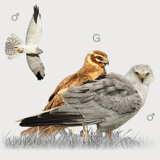 Pallid Harrier