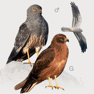 Montagu`s Harrier