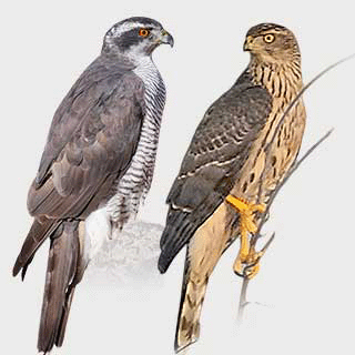 Eurasian Goshawk