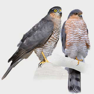 Eurasian Sparrowhawk