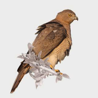 Shikra