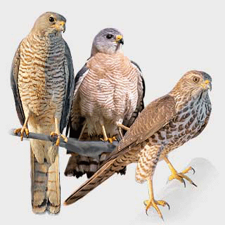 Levant Sparrowhawk