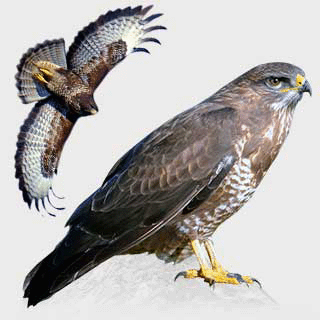 Common Buzzard