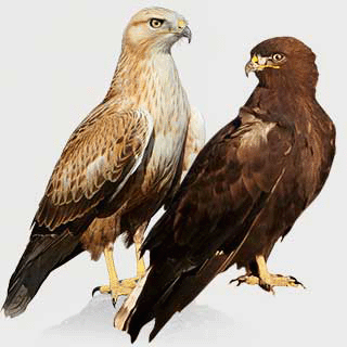 Long-legged Buzzard