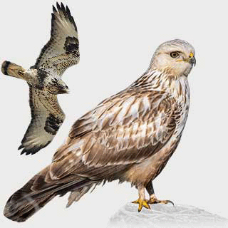 Rough-legged Buzzard