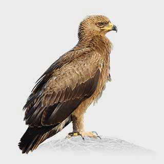 Lesser Spotted Eagle