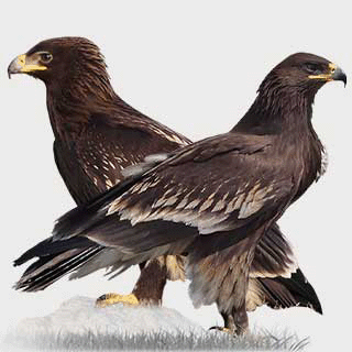 Greater Spotted Eagle
