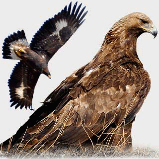 Golden Eagle