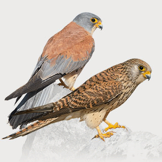 Lesser Kestrel