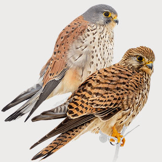 Common Kestrel