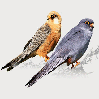Red-footed Falcon