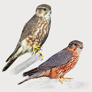 Merlin