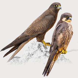Eleonora`s Falcon