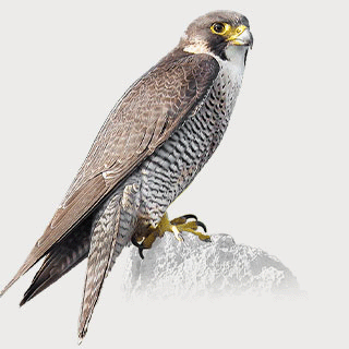 Peregrine Falcon