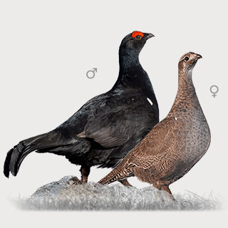 Caucasian Grouse