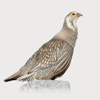 Caspian Snowcock