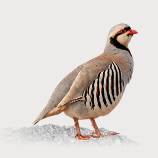 Chukar Partridge