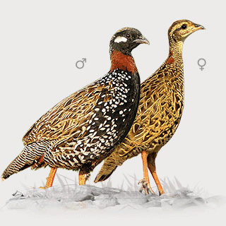 Black Francolin
