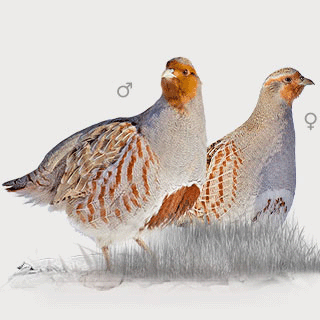 Grey Partridge