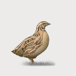 Common Quail