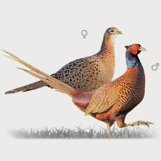 Common Pheasant