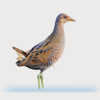 Spotted Crake