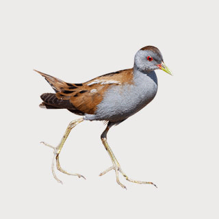 Little Crake