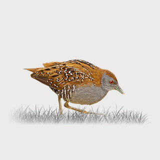 Baillon`s Crake