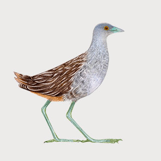 Striped Crake