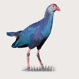 Grey-headed Swamphen