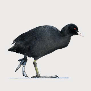 Eurasian Coot