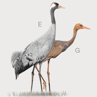 Common Crane