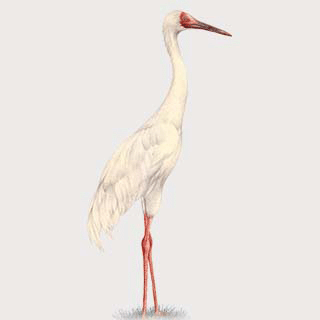 Siberian Crane
