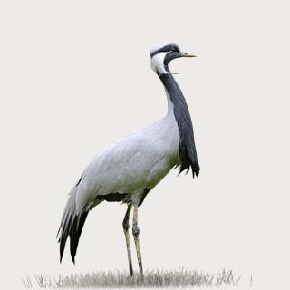 Demoiselle Crane