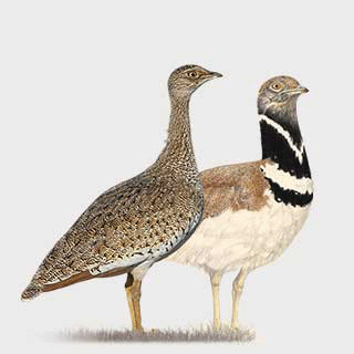 Little Bustard