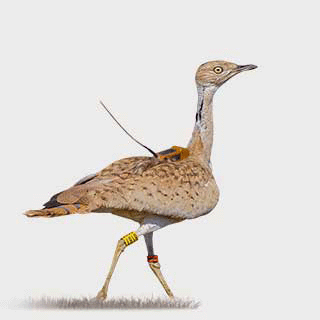 Asian Houbara