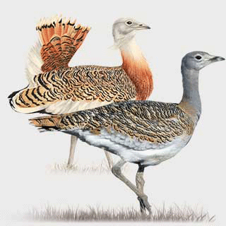Great Bustard