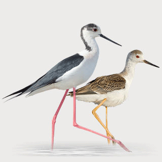 Black-winged Stilt