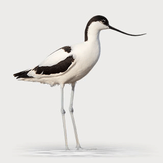 Pied Avocet