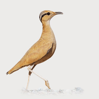 Cream-colored Courser