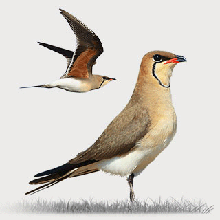 Collared Pratincole